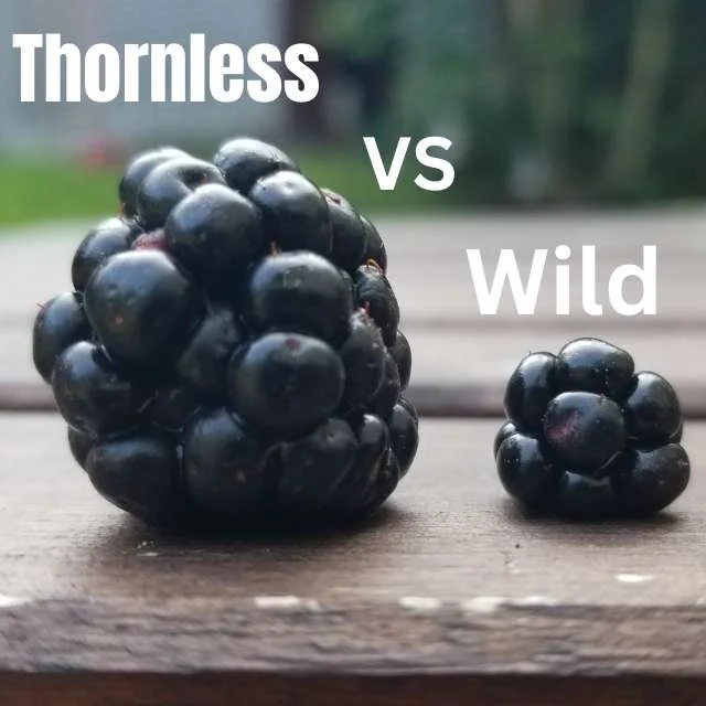 Thornless Blackberry vs Wild Blackberry in Nova Scotia - Little Tree Farm