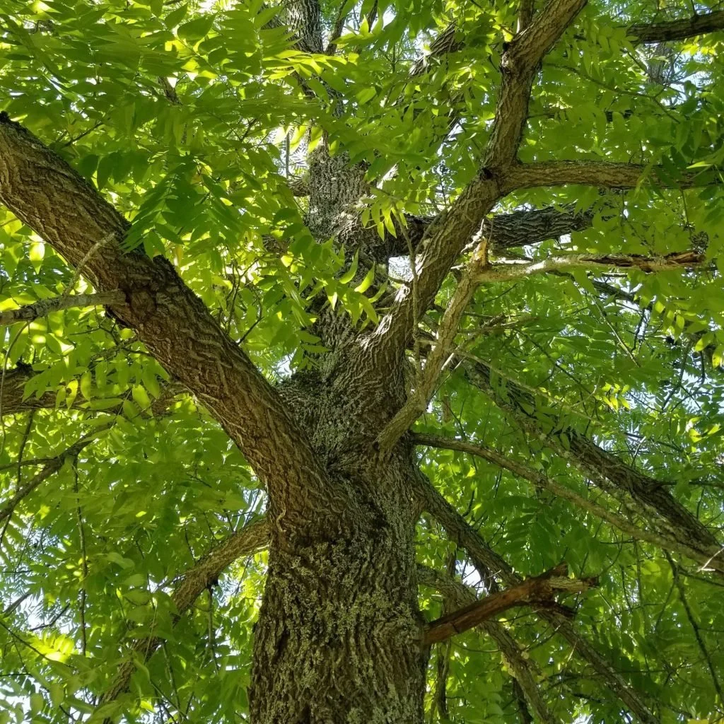 Tree canopy of eastern black walnut - Little Tree Farm