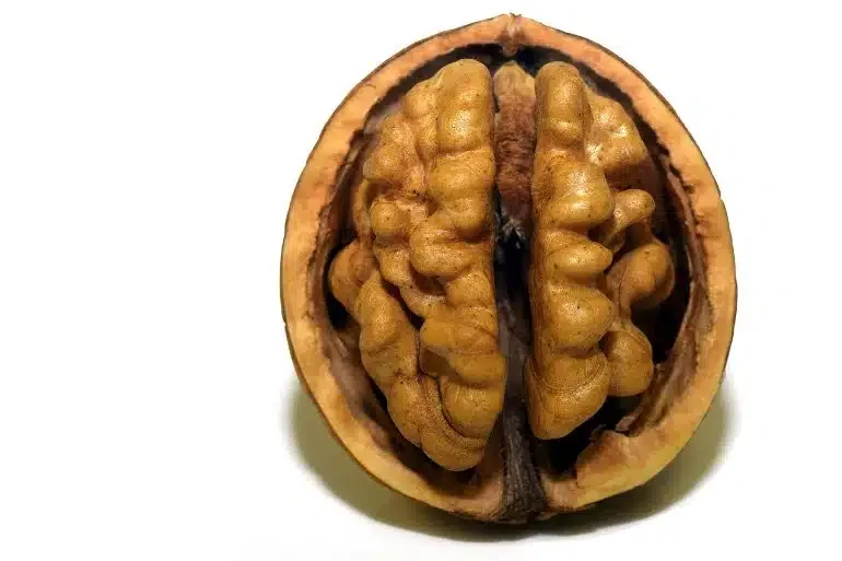 Walnut benefits, Walnut Brain - Little Tree Farm
