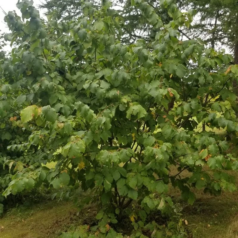 what does a hazelnut tree look like - Little Tree Farm