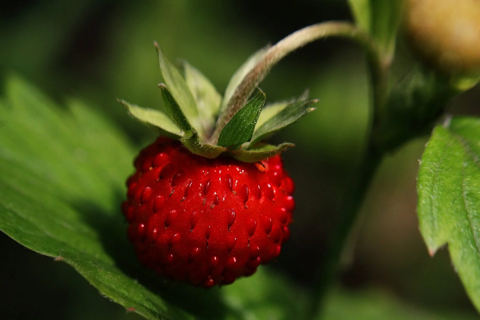 Little Tree Farmns-Strawberry
