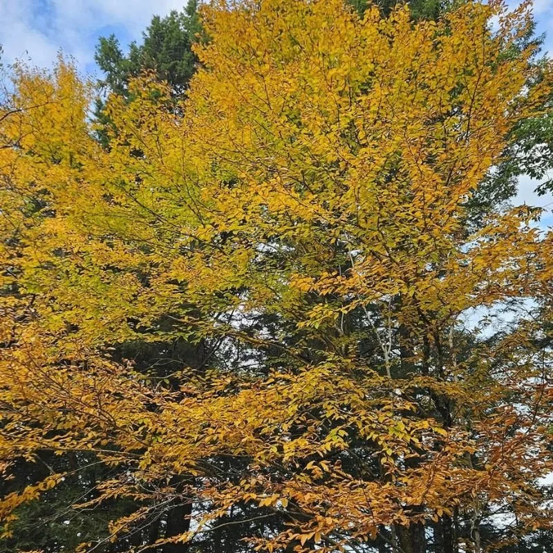 Yellow Birch - Little Tree Farm